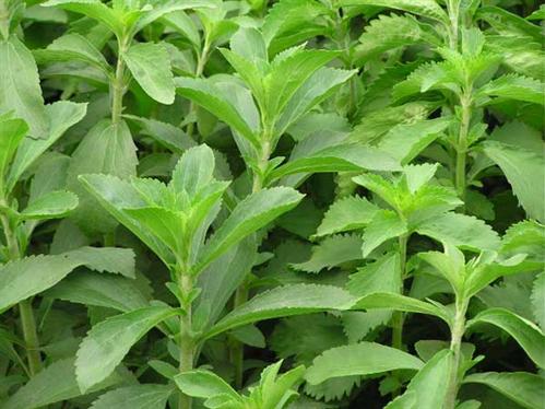 co-ngot-stevia