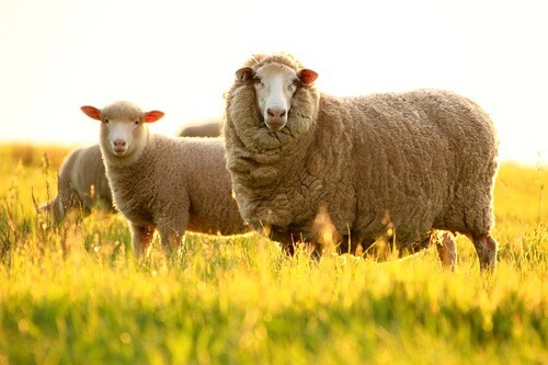 Nhau thai cừu không chỉ giúp cơ thể khỏe mạnh mà còn giúp trẻ hóa, dưỡng da trắng sáng hiệu quả